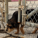 Un perro callejero podría haber sido el intermediario perdido del SARS-CoV-2.